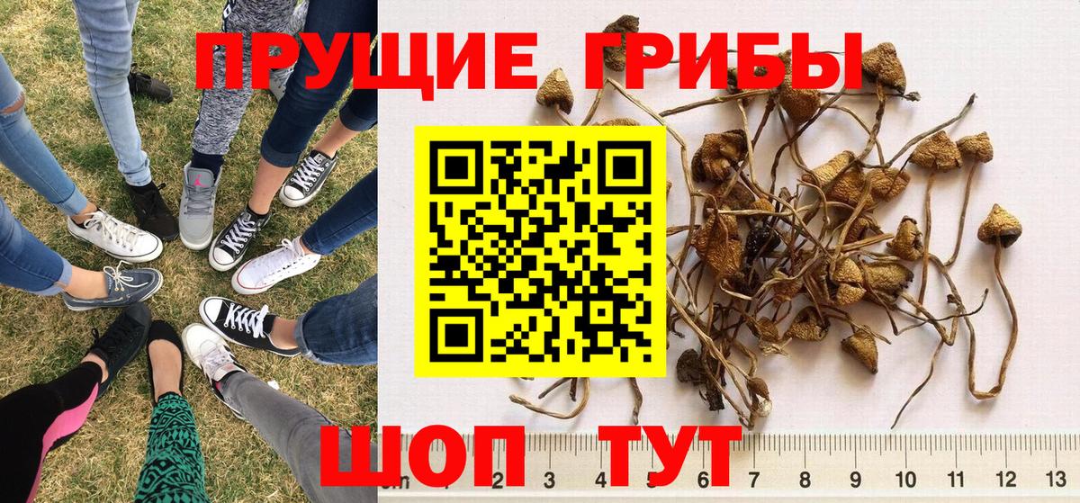 Галлюциногенные грибы Psilocybe Орёл